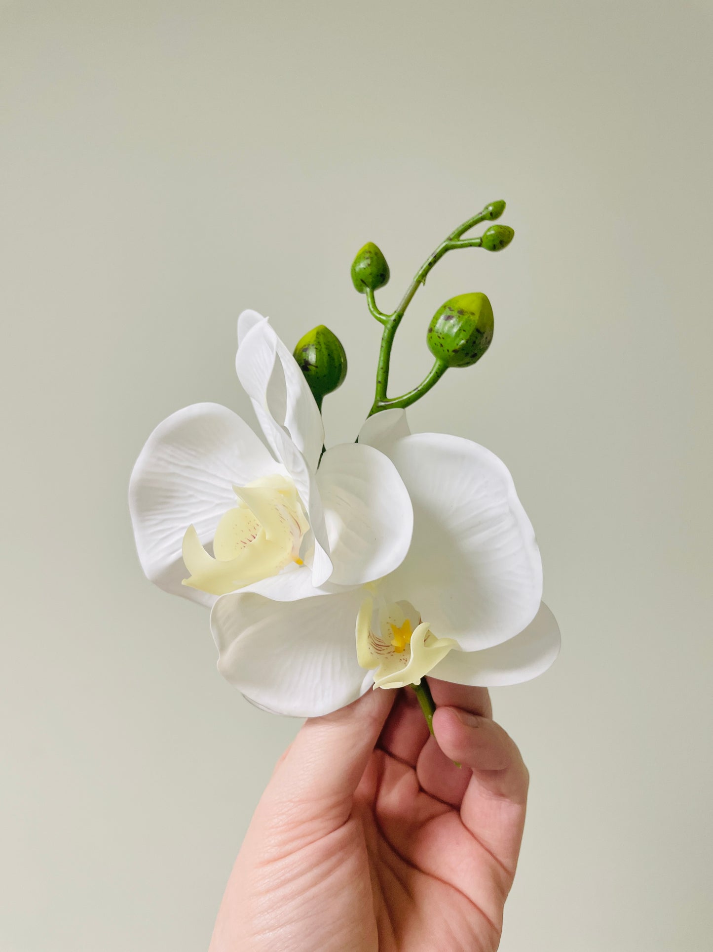 ‘Angelica’ Boutonniere (double)