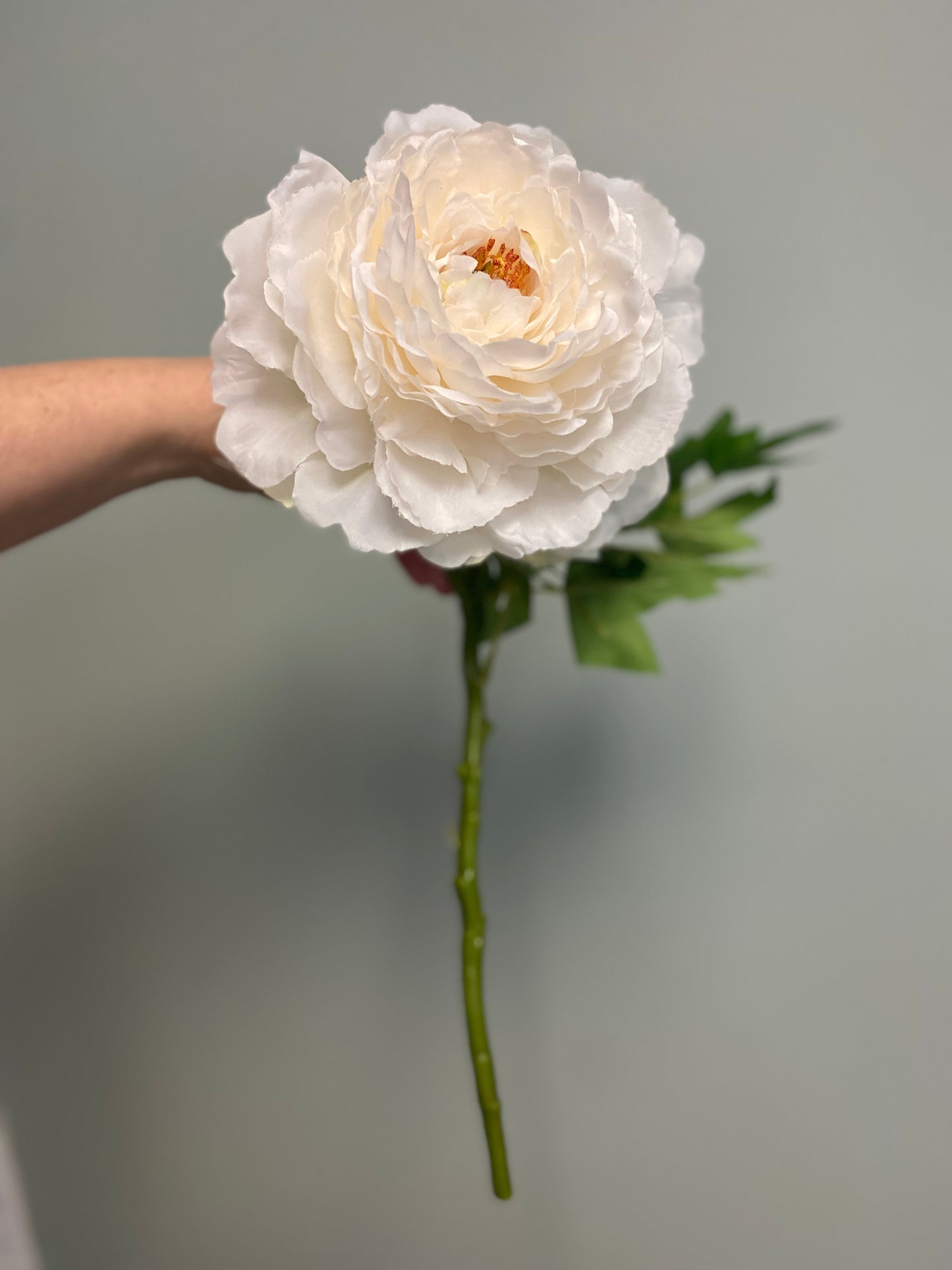 Open Peony Stem - Cream