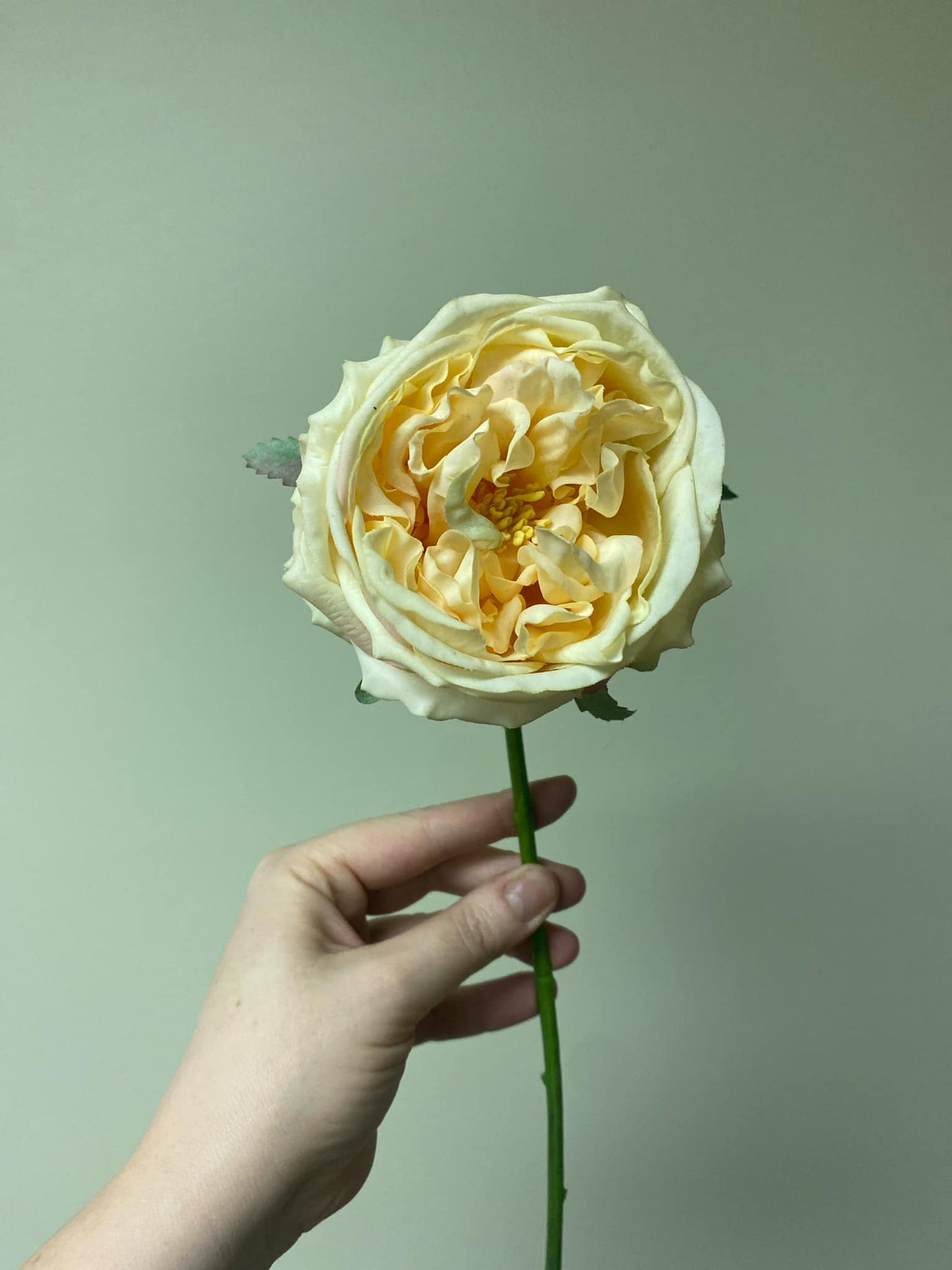 Real Touch Austin Rose Stem - Champagne