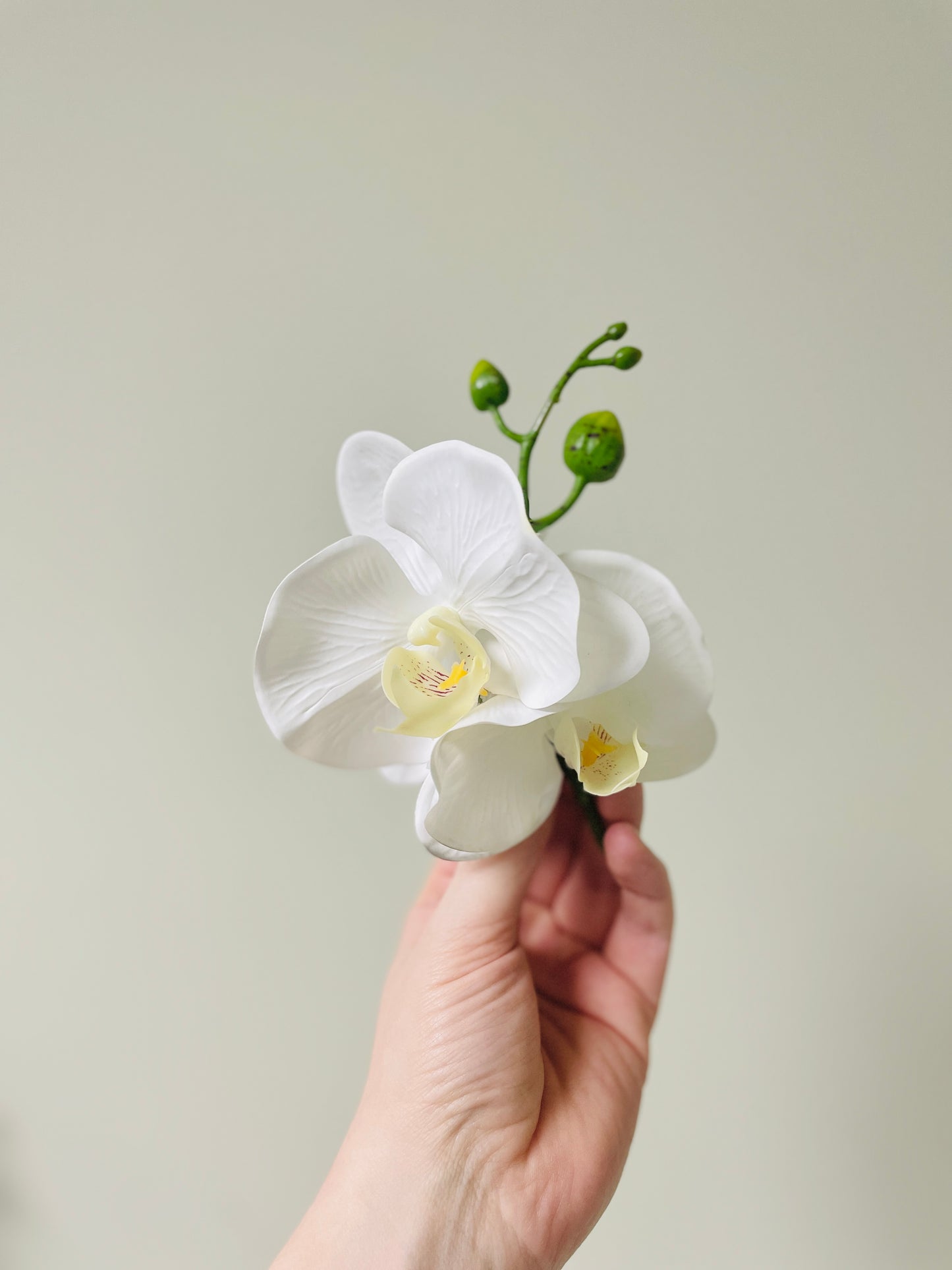 ‘Angelica’ Boutonniere (double)