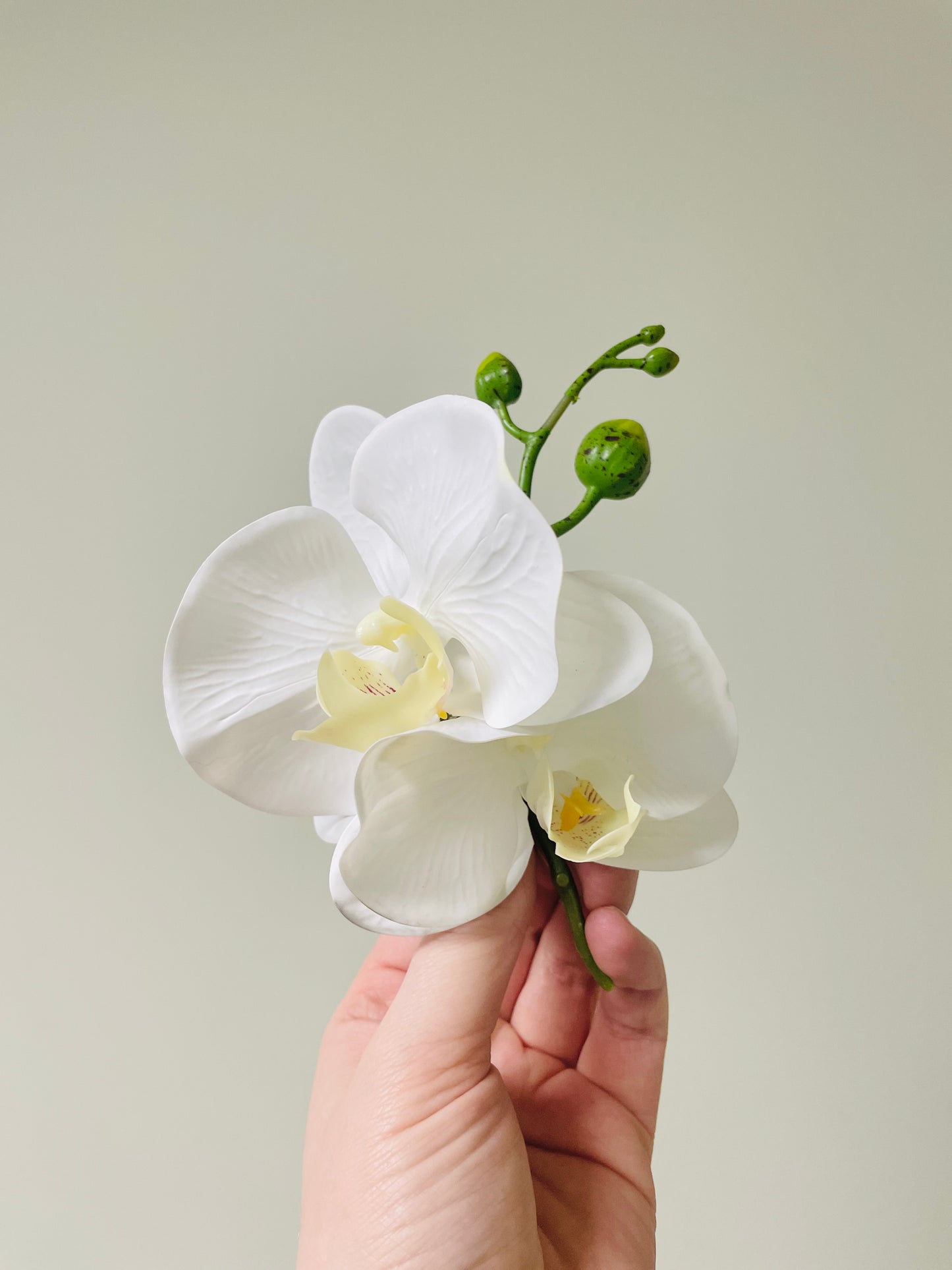 ‘Angelica’ Boutonniere (double)