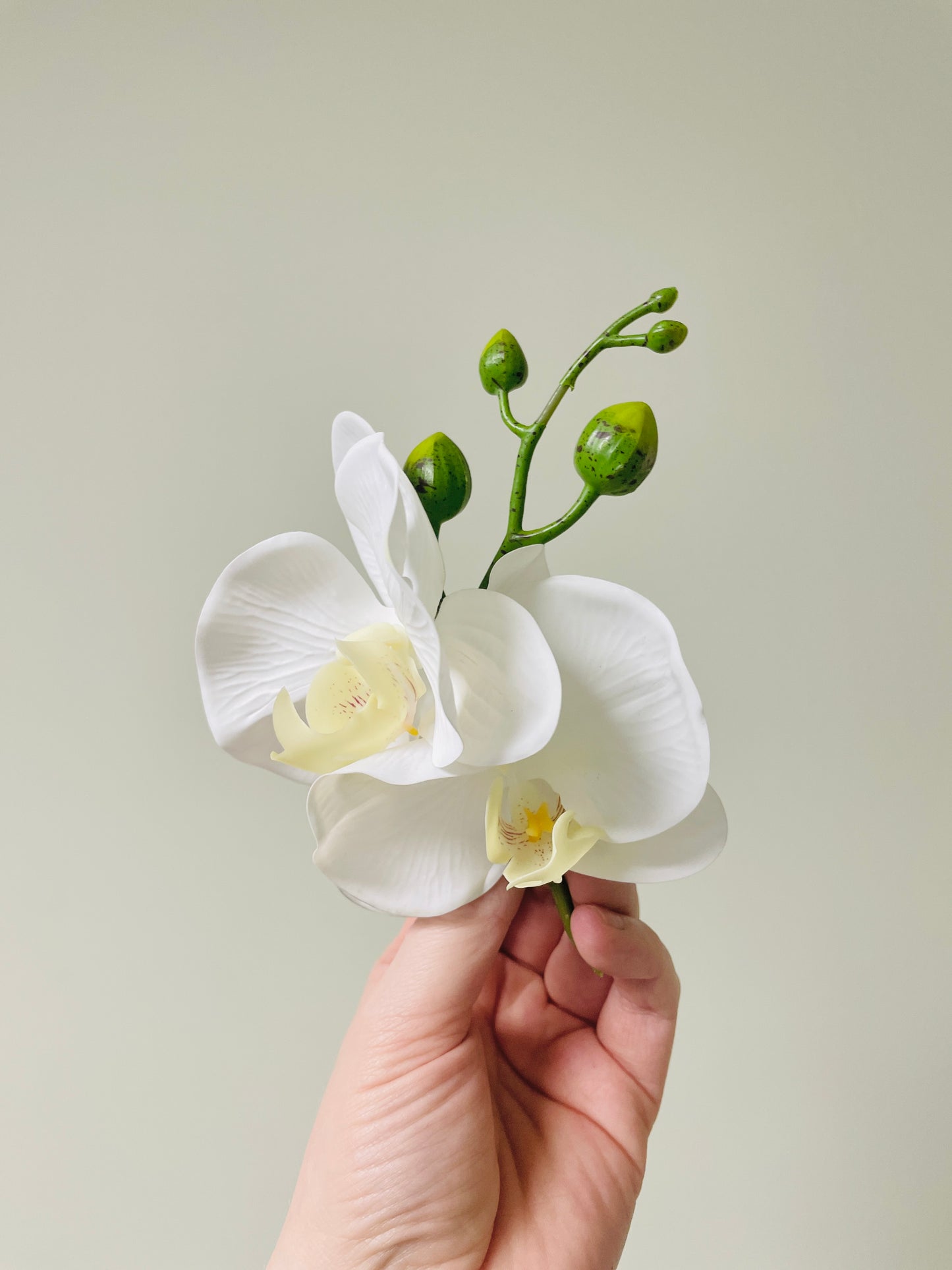 ‘Angelica’ Boutonniere (double)