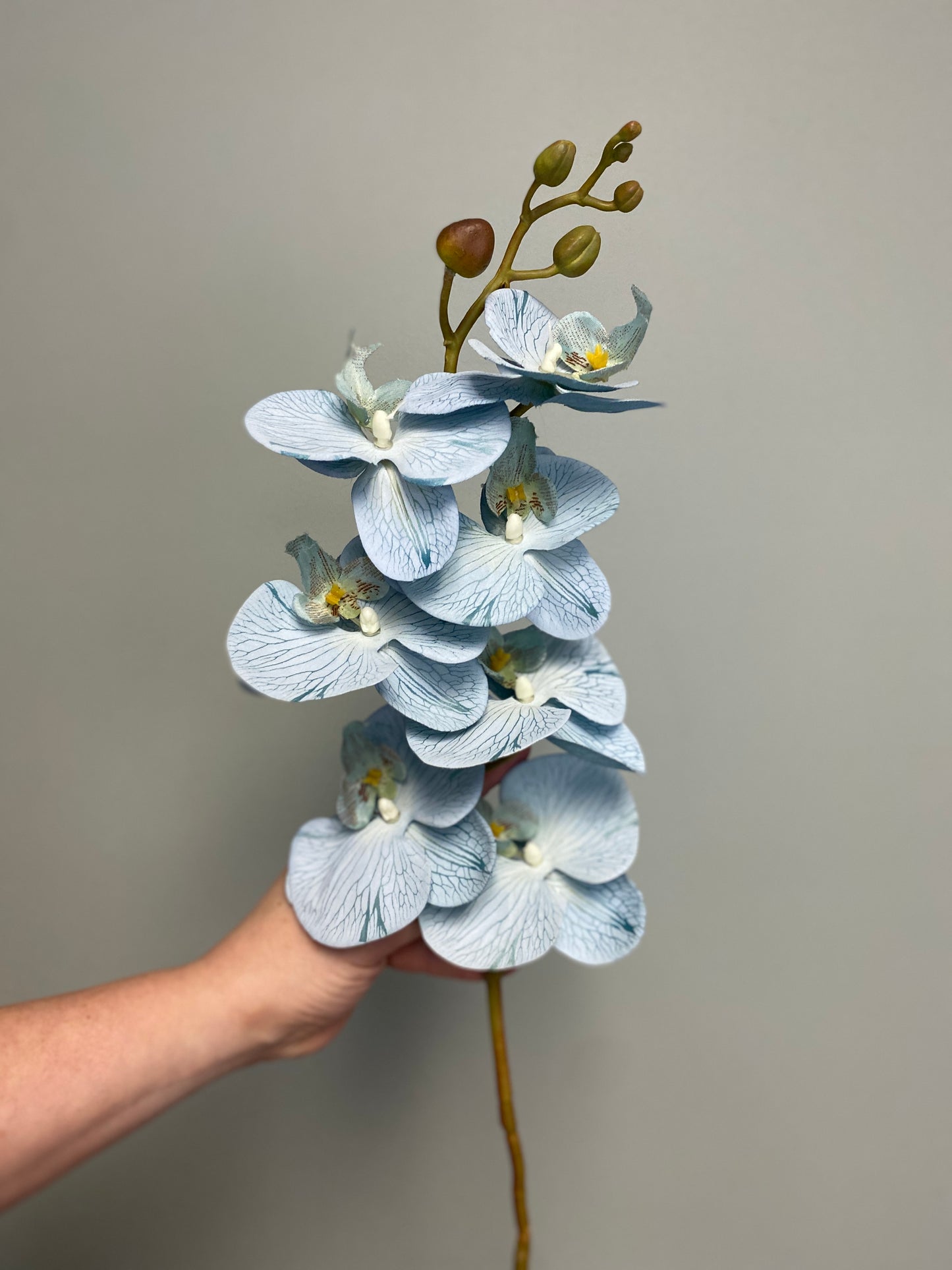 Orchid Stem - Light Blue