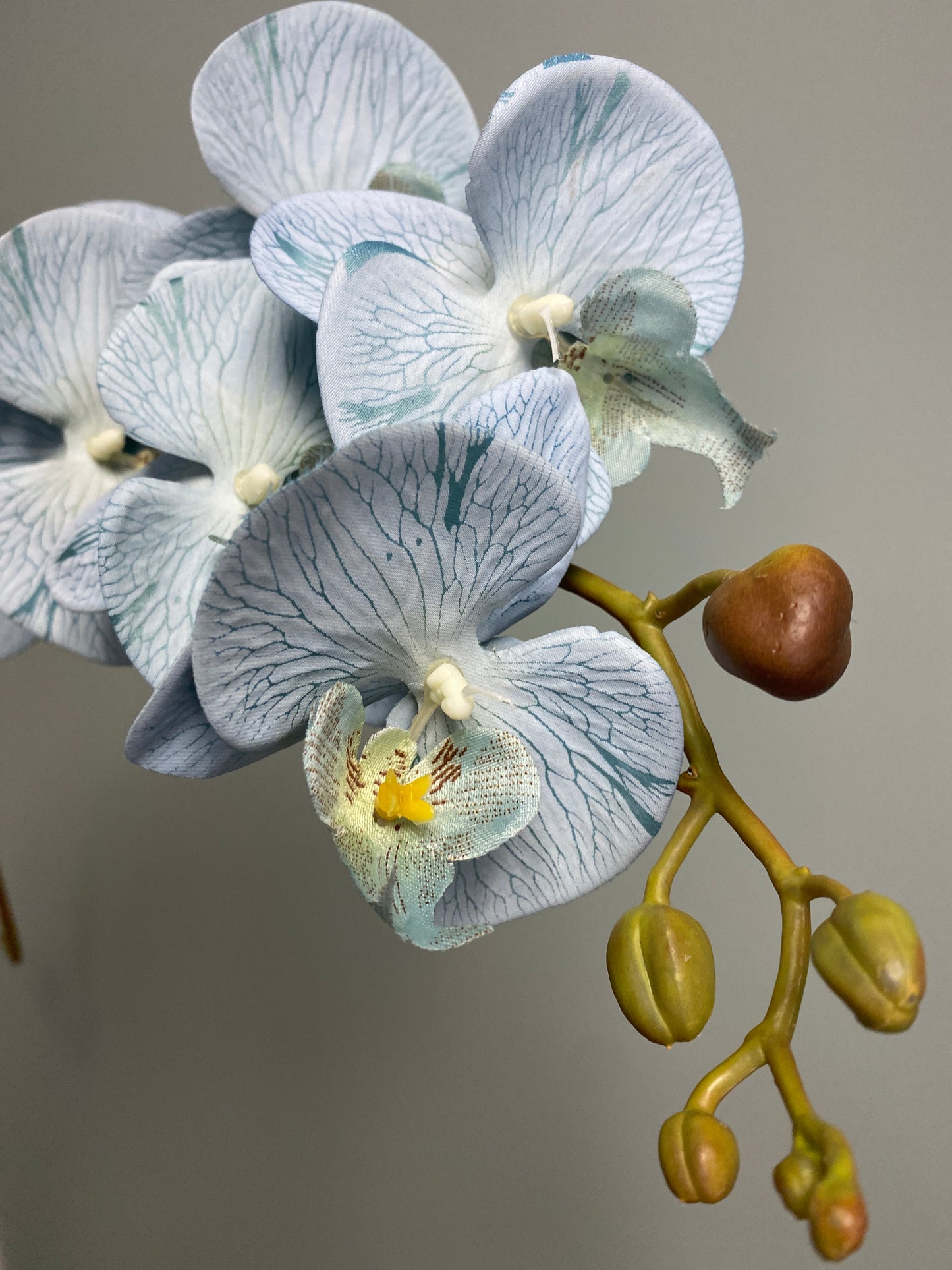 Orchid Stem - Light Blue