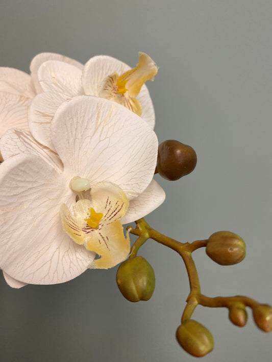 Orchid Stem - Champagne