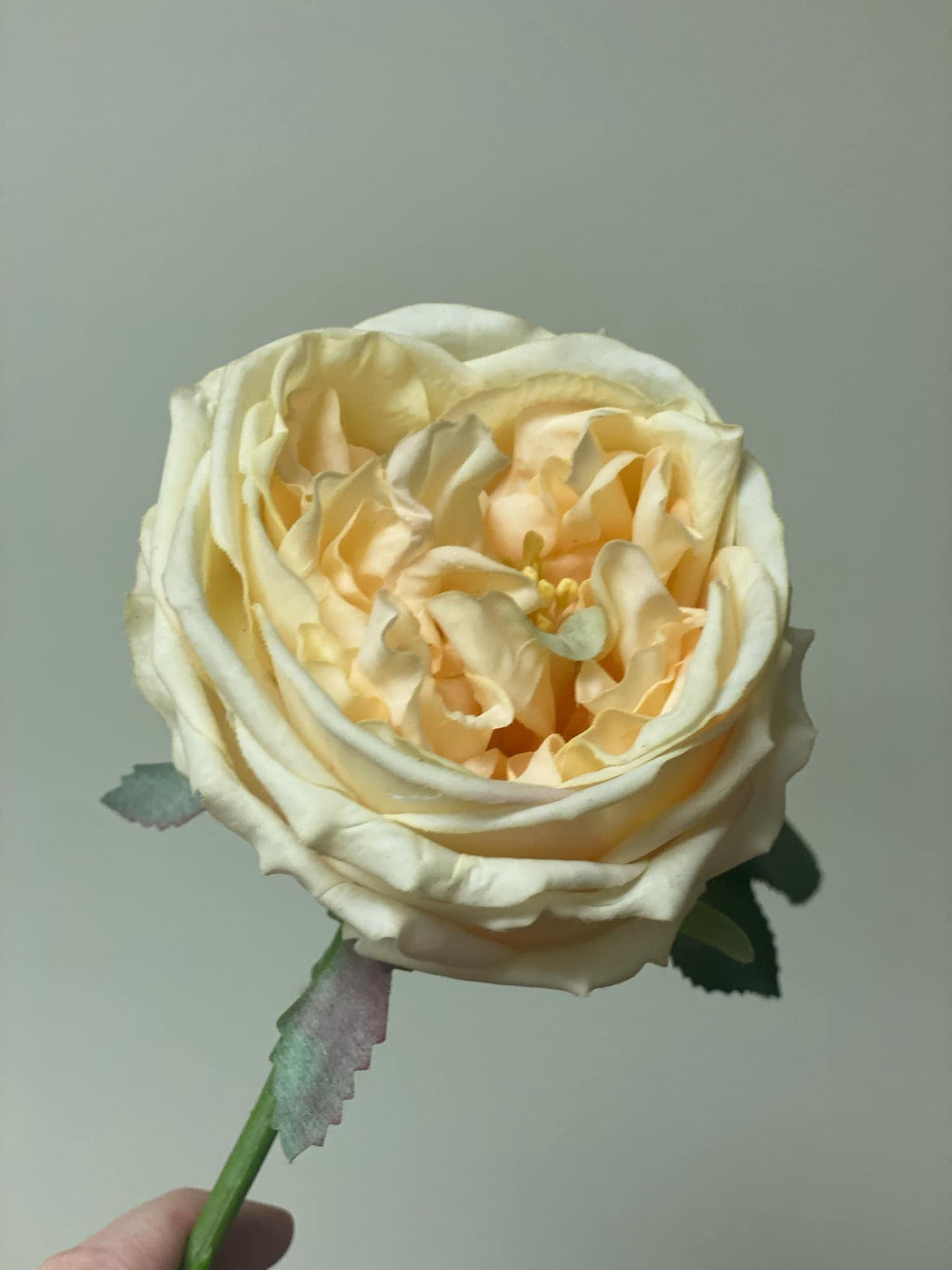 Real Touch Austin Rose Stem - Champagne